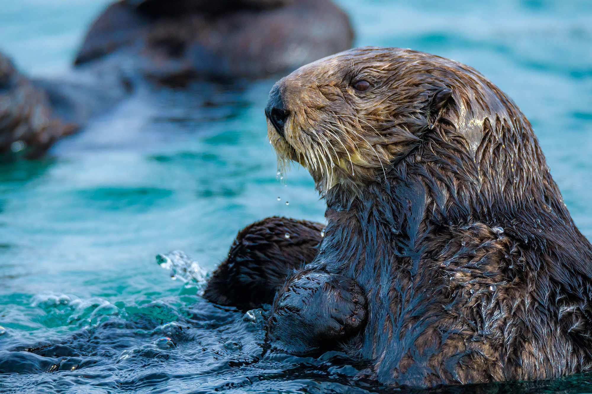 Sea Otter Awareness Week Defenders of Wildlife